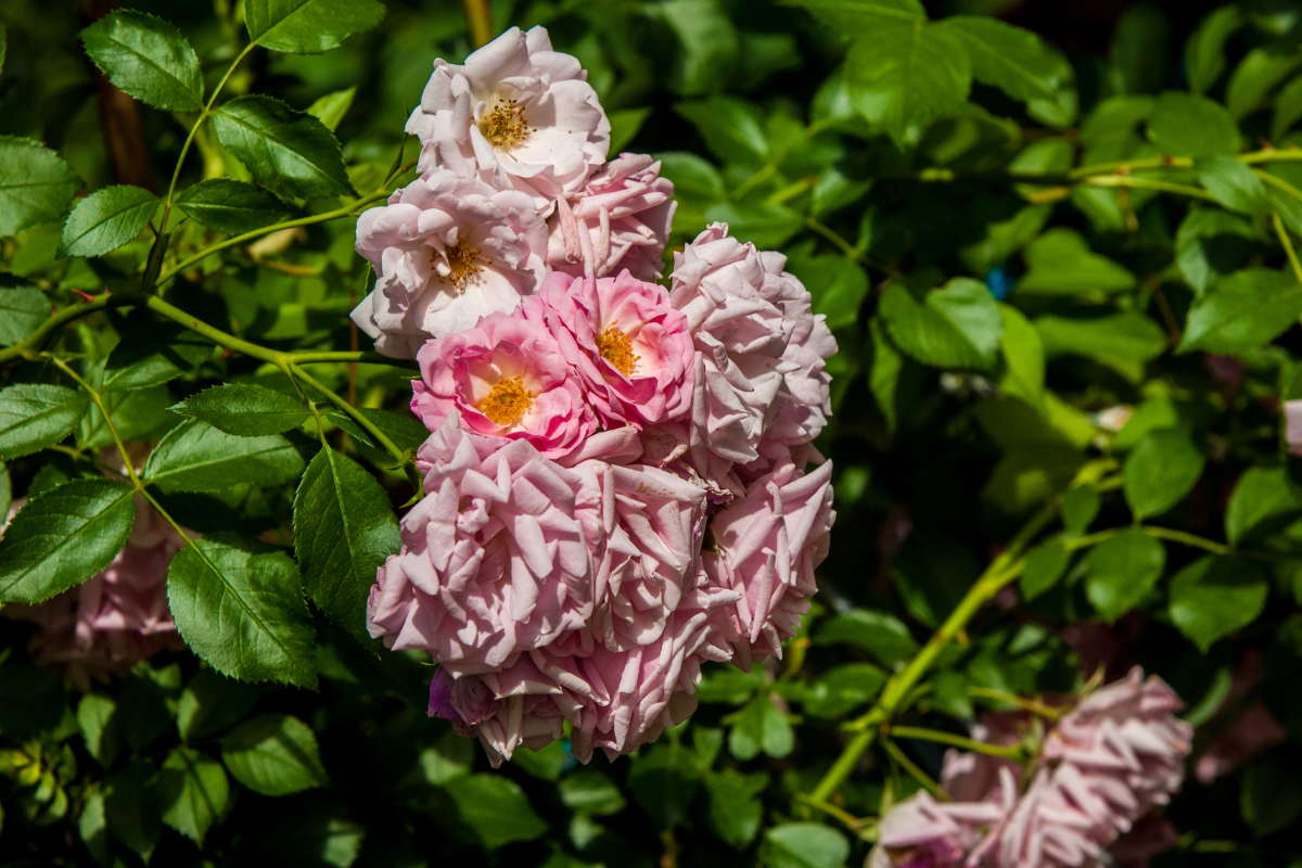 Hybrid tea and shrub roses.png